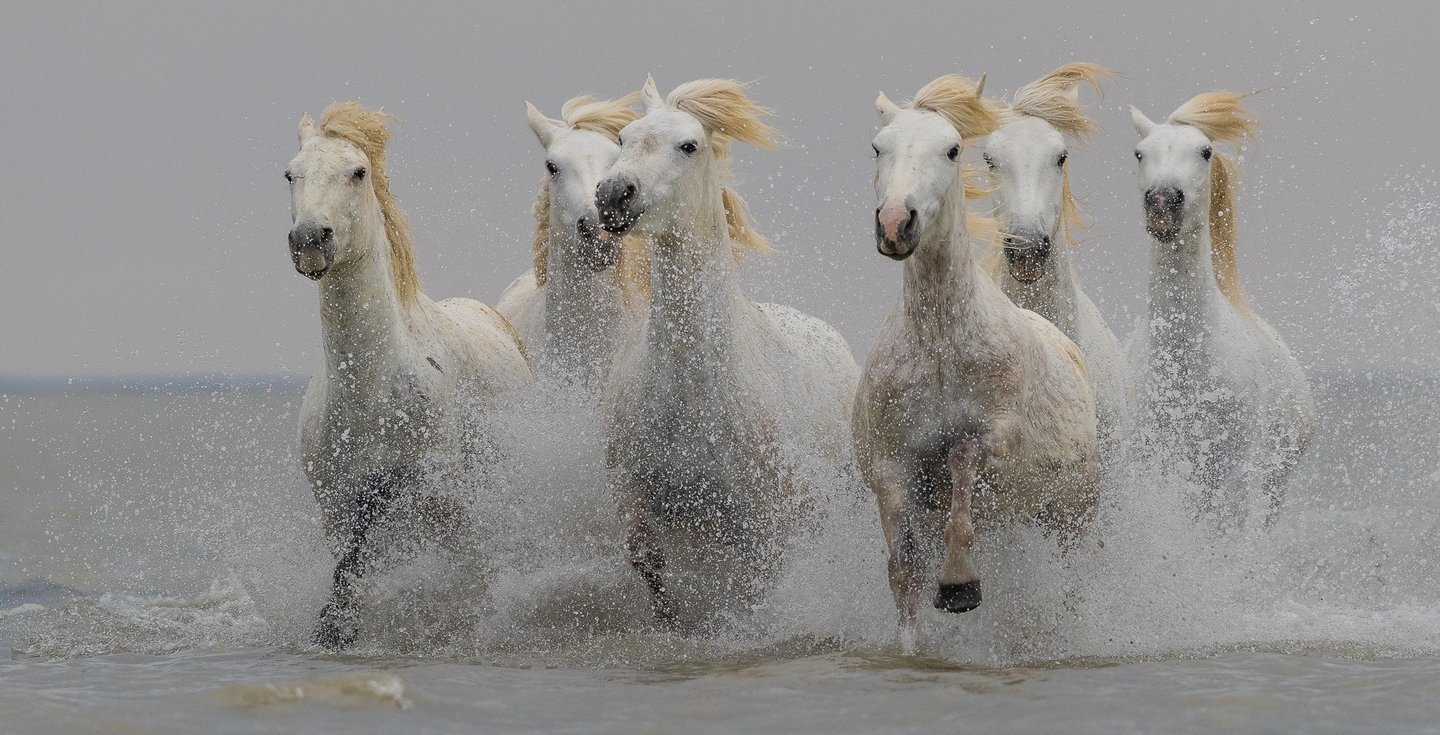 A group of white Camargue horses galloping through ocean water with splashing waves.