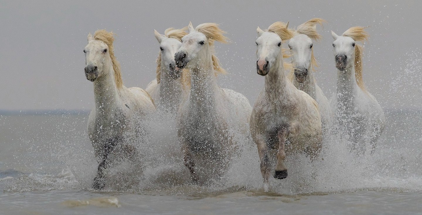 A herd of wild white Camargue horses galloping through ocean waves with splashing water.
