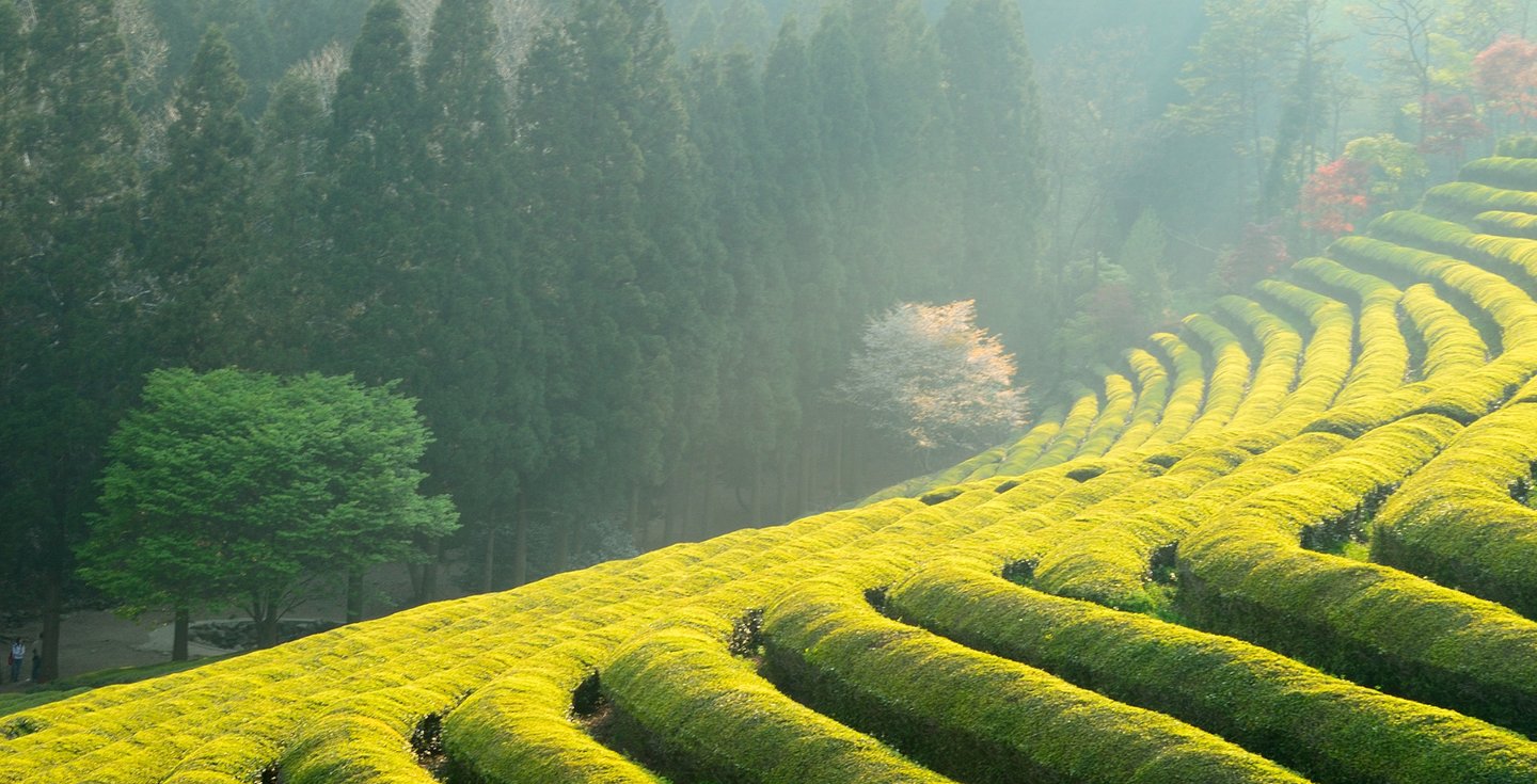 japoniska arbata, organine arbata, matcha