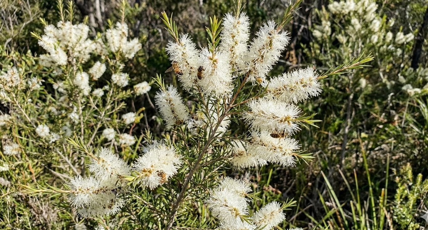Honey bees pollinating white bottlebrush flowers on a native Melaleuca alternifolia tea tree shrub