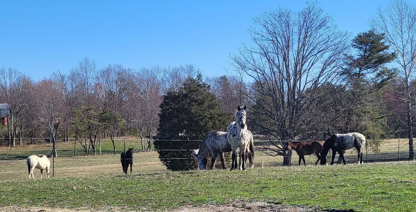 horses in pasture