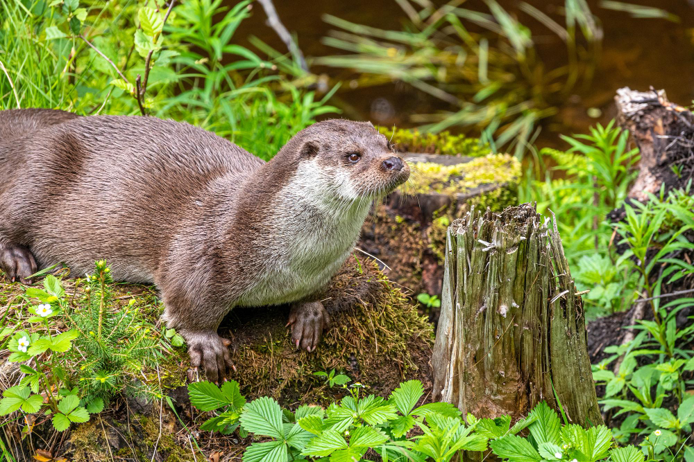 Une Promenade Originale sur le Sentier de la Loutre