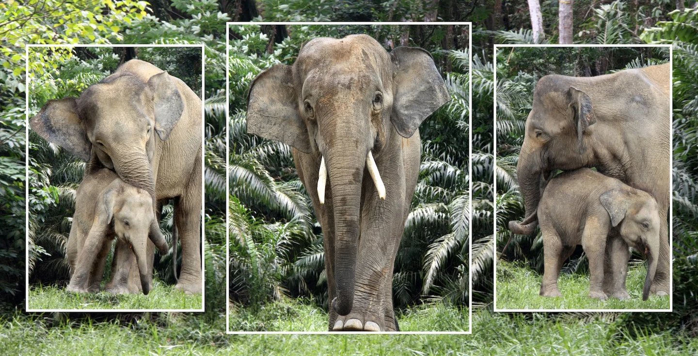 a baby elephant standing next to a mother elephant