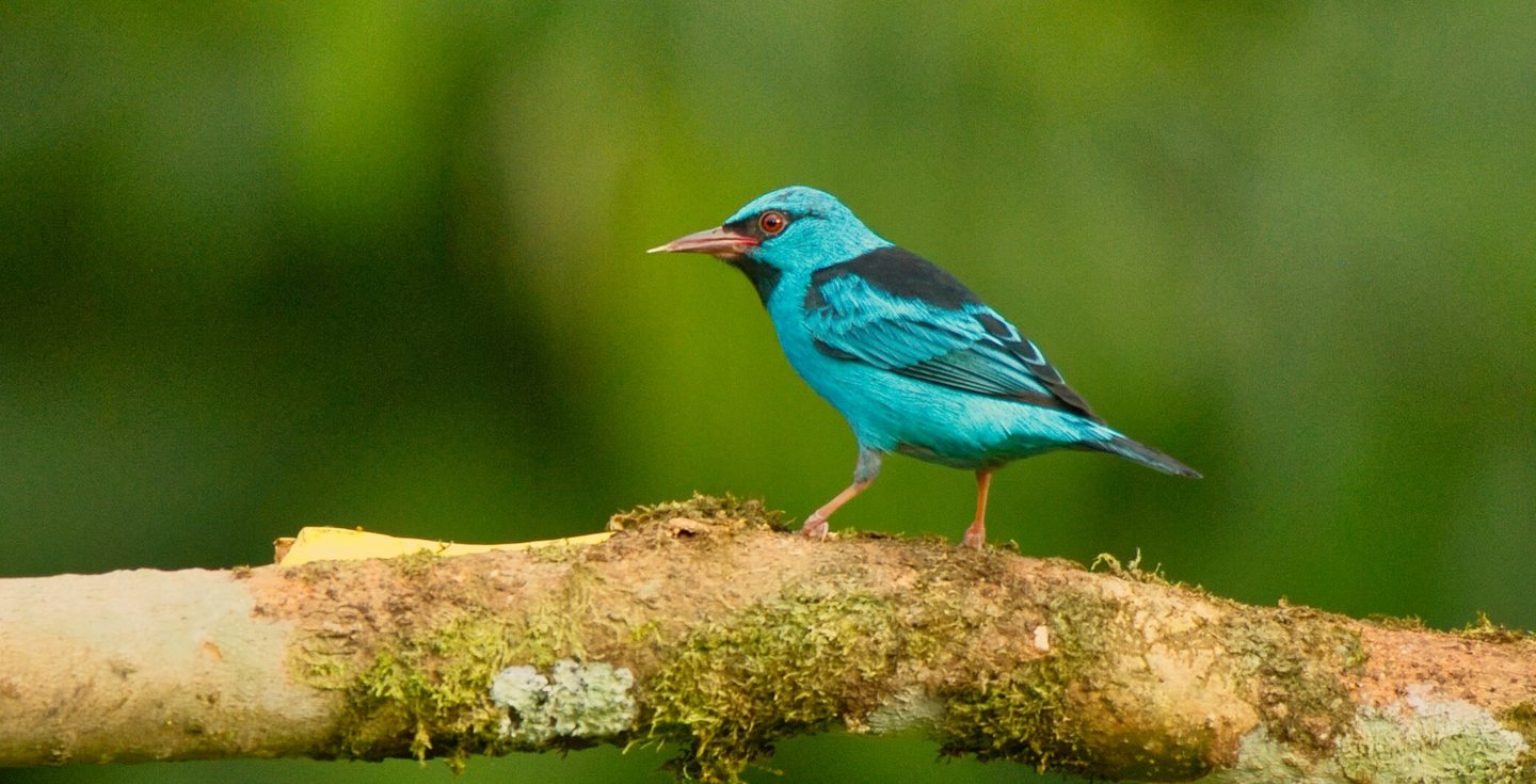 Birdwatching Photography Expedition in Manu
