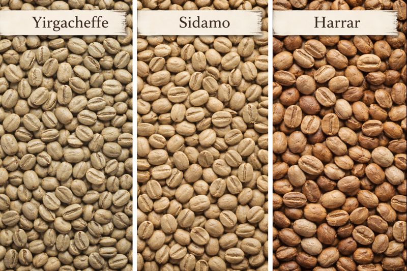 Comparação visual lado a lado dos grãos de café de três regiões (Yirgacheffe, Sidamo, Harrar)