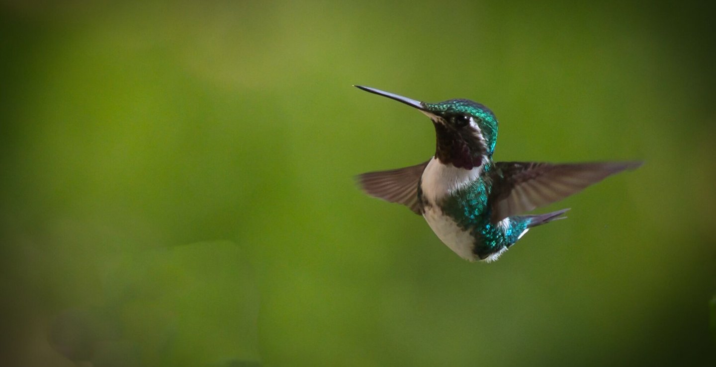 Colombia Bird Photography Tour