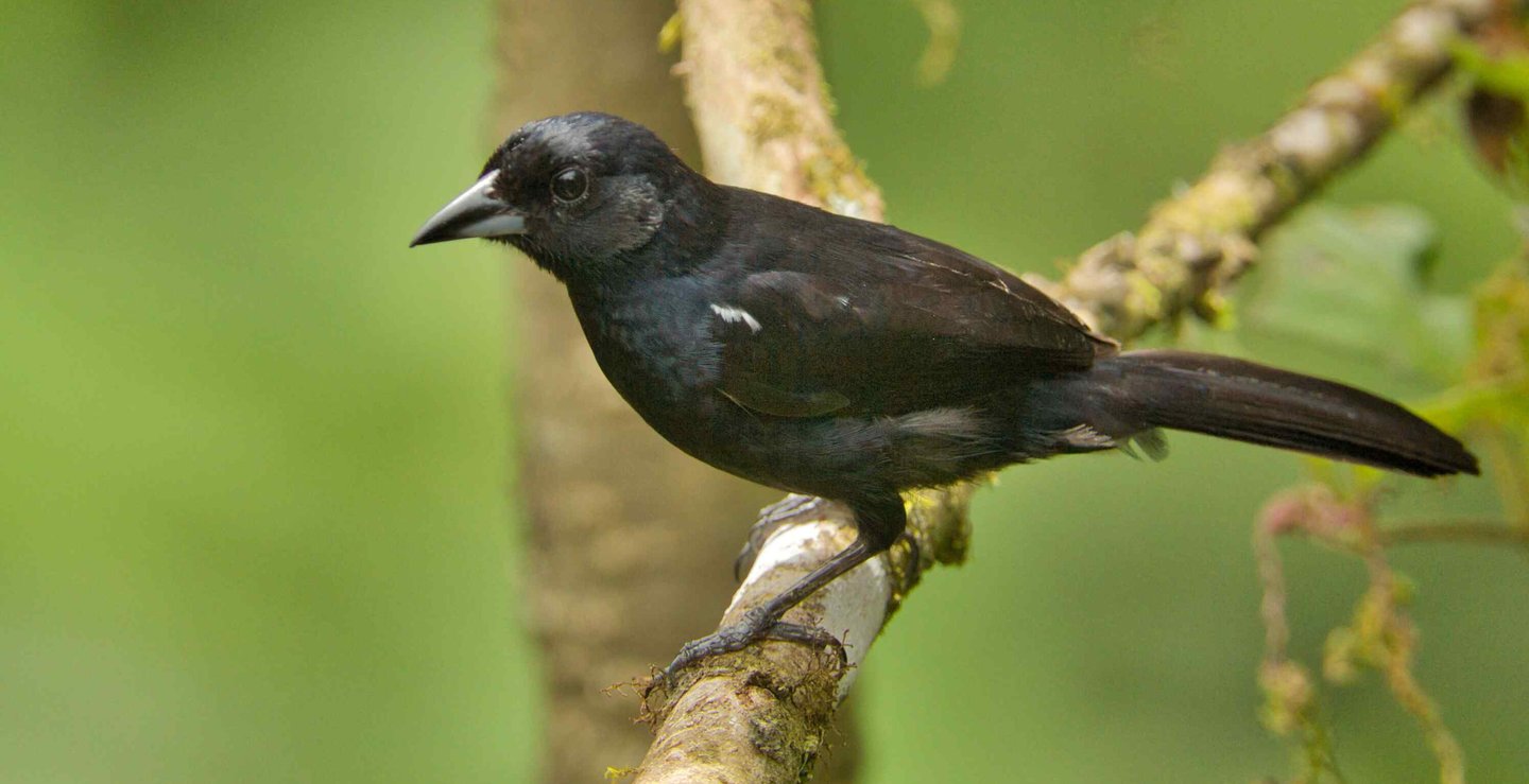 Birdwatching Abra Malaga Machu Picchu & Manu National Park 10 Days