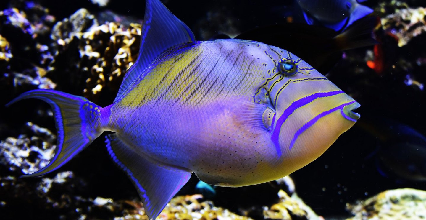 Aquarium voyage France Guadeloupe