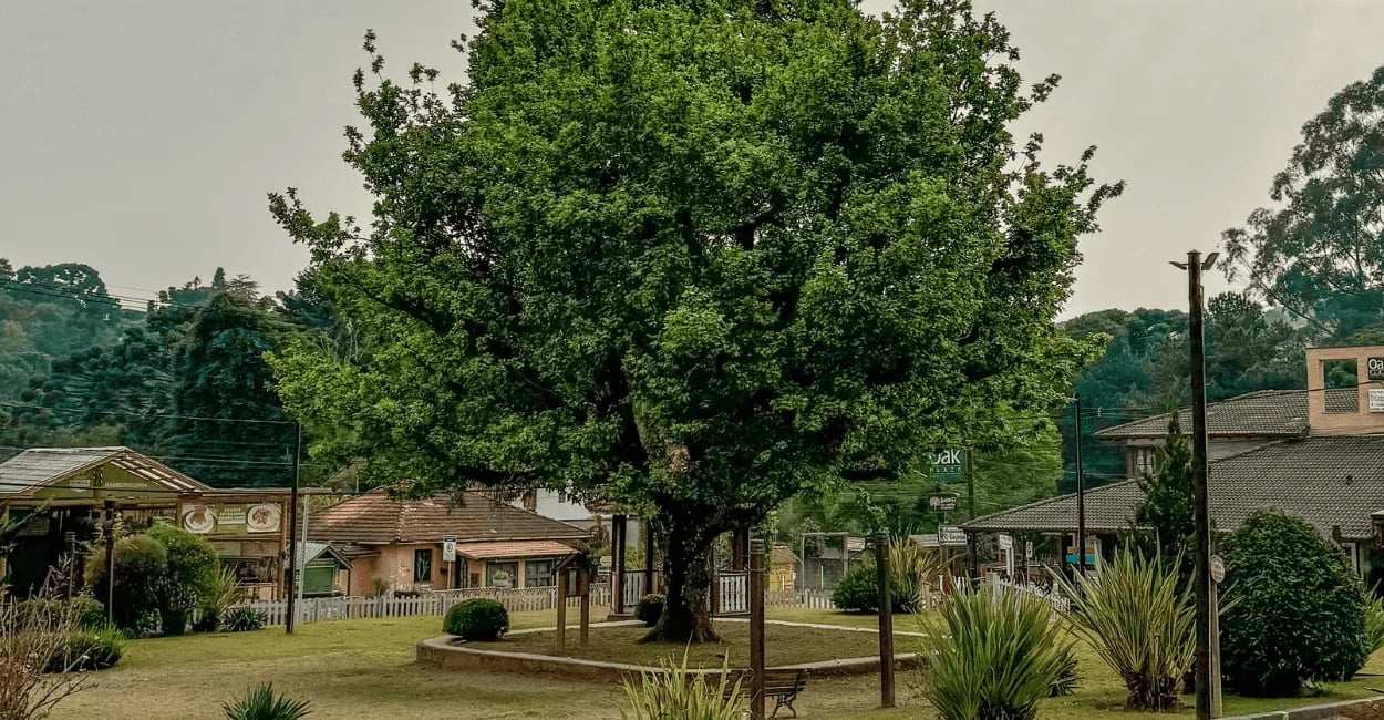 Praça da Árvore em Monte Verde, Minas Gerais, com jardim e área arborizada ao ar livre