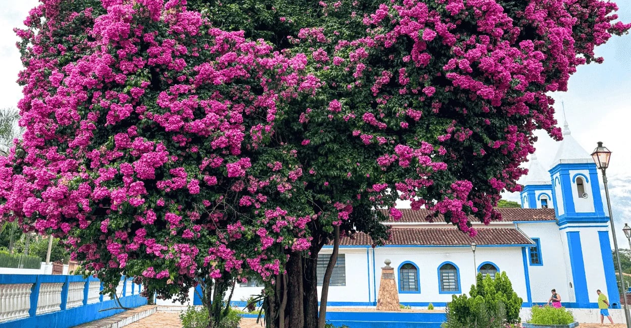 Árvore florida com flores cor-de-rosa em frente à igreja de Santo Antônio do Leite
