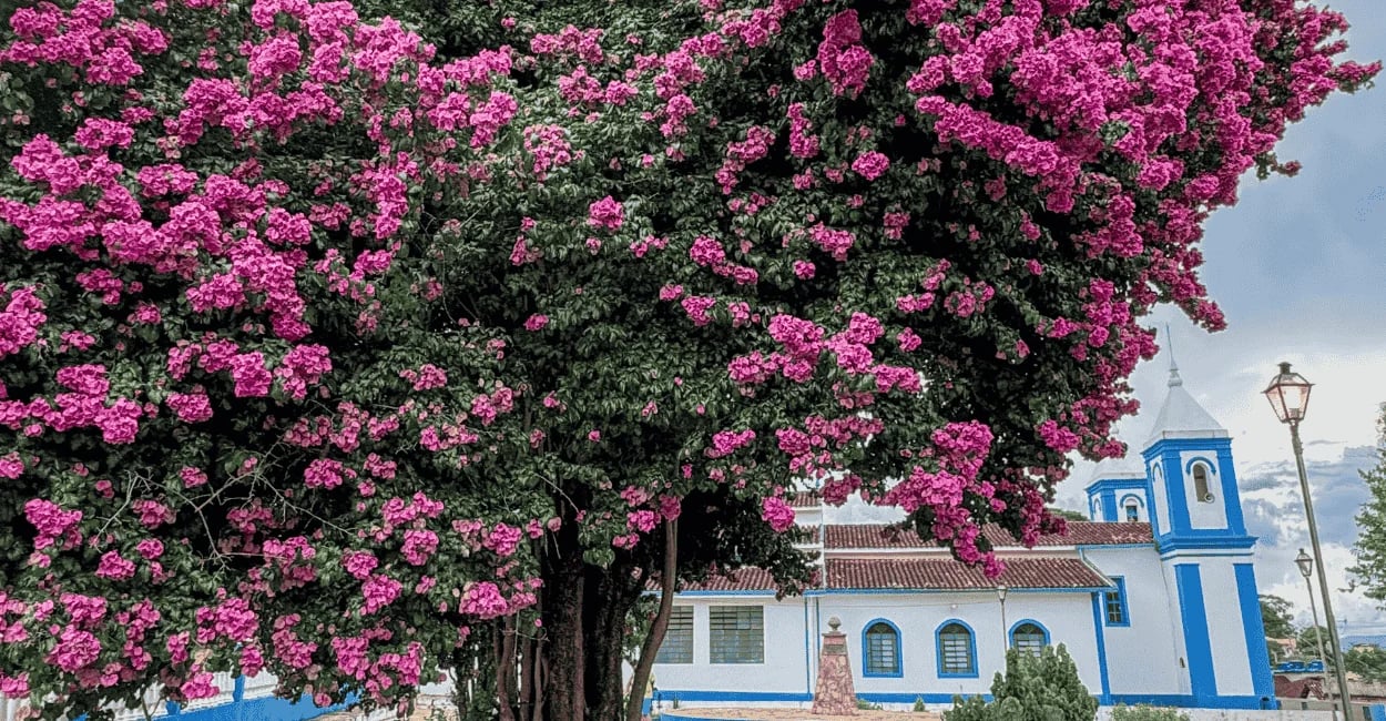 Vista da igreja de Santo Antônio do Leite, Minas Gerais, com bela árvore florida à frente