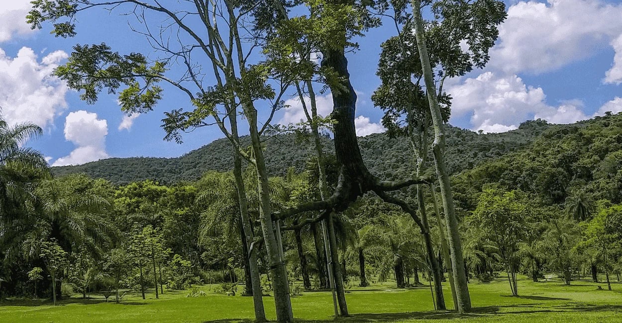 Jardins do Inhotim em Brumadinho com árvores, gramado verde e montanhas ao fundo