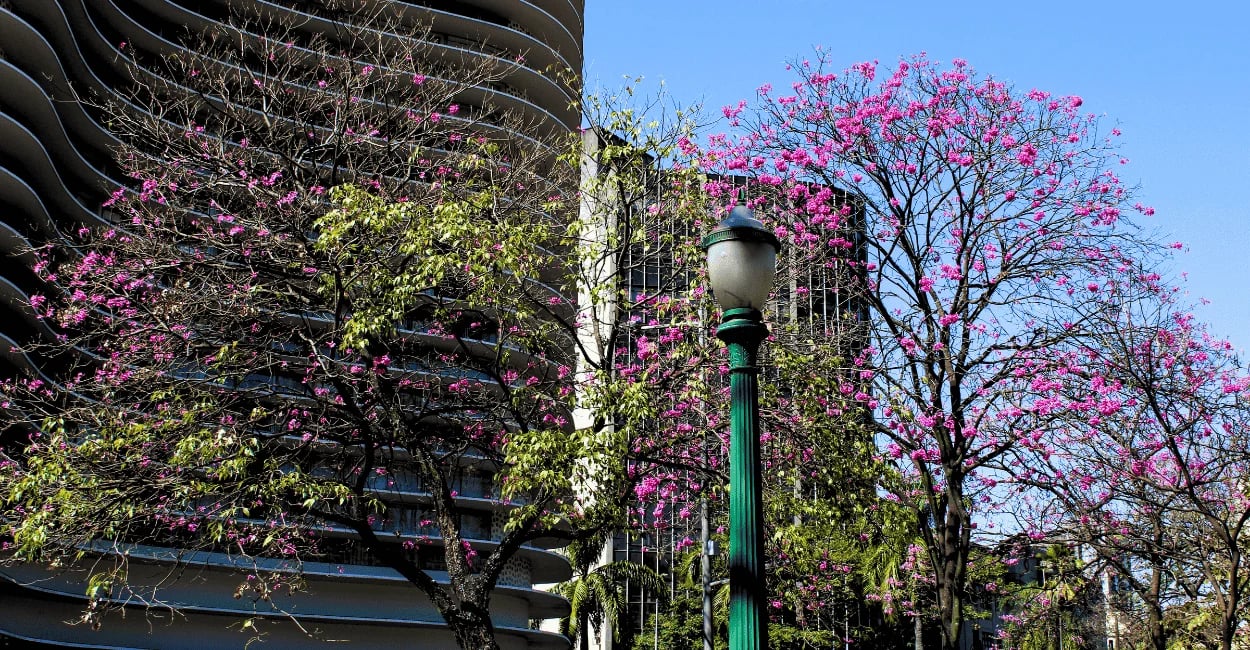 Árvores com flores rosas, com um poste verde e folhas, na Praça da Liberdade em Belo Horizonte