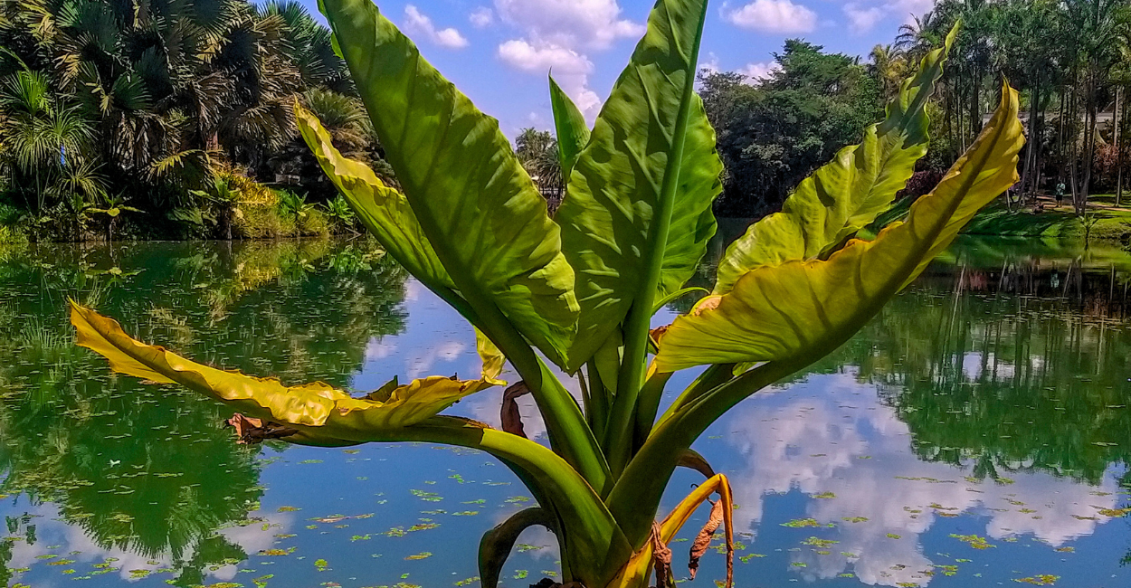 Museu do Inhotim, com arte, lagoa e vegetação, ponto turistico em Minas Gerais