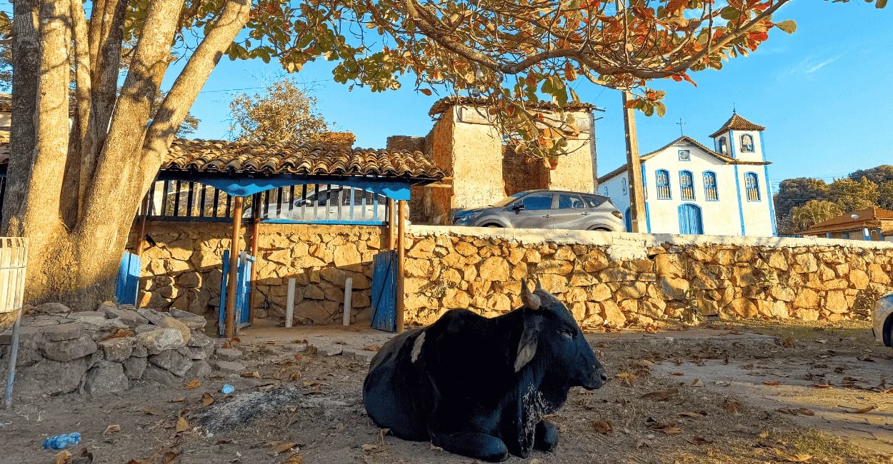 Vaca descansando sob árvore em Curralinho, com igreja colonial e casas antigas ao fundo