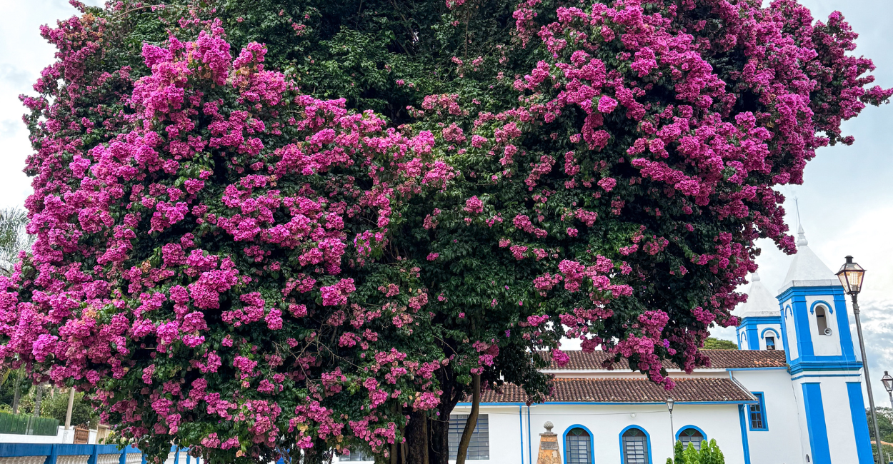 Uma Árvore com Rosas e Uma Igreja Histórica em Santo Antônio do Leite, Minas Gerais