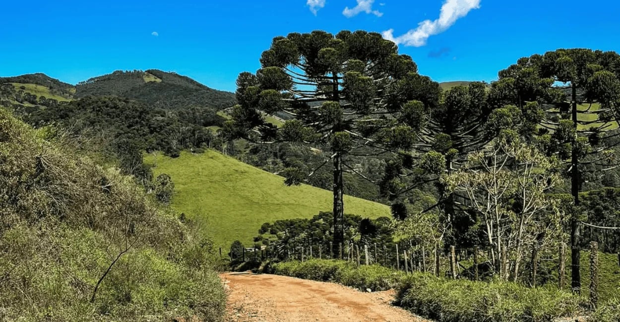Estrada rural em Gonçalves, Minas Gerais, com araucária, montanhas e paisagem verde