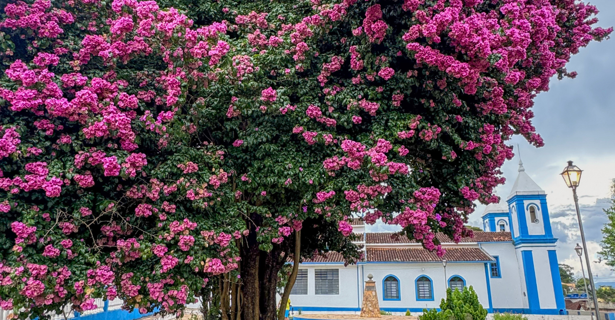 Árvore florida com a Igreja Matriz de Santo Antônio do Leite ao fundo