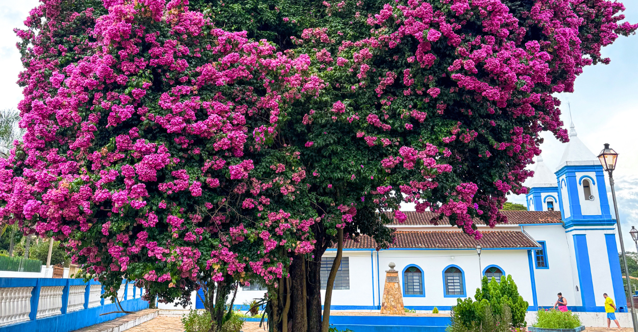 Árvore com flores rosas, igreja histórica e turistica em Santo Antonio do Leite, MG