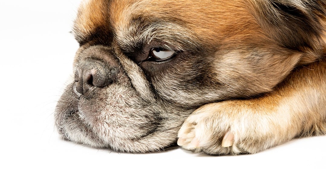 fotografia de perros en bogota fotografo bulldog