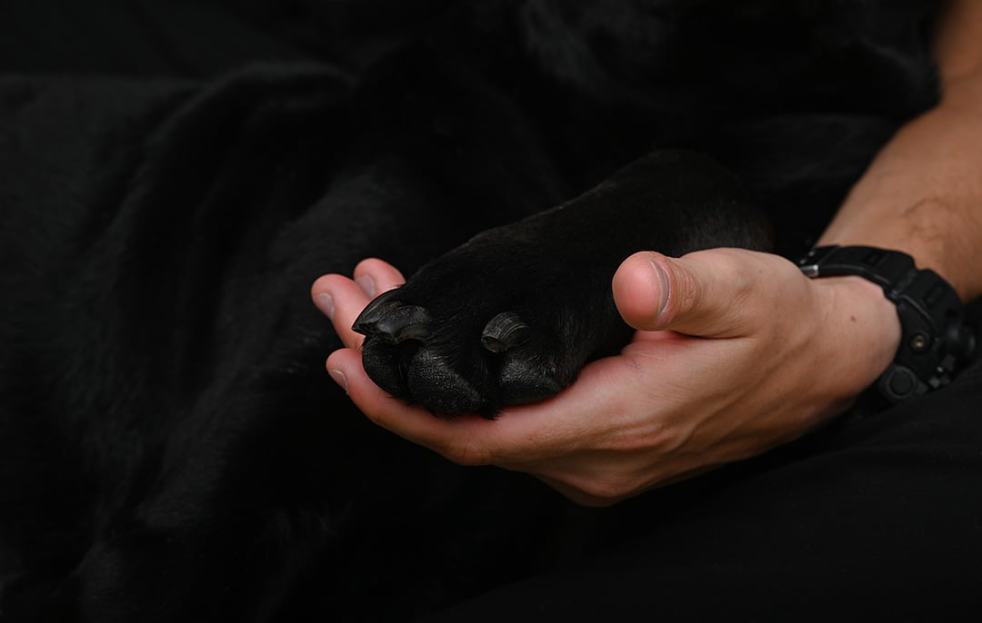 fotografia de perro con dueño
