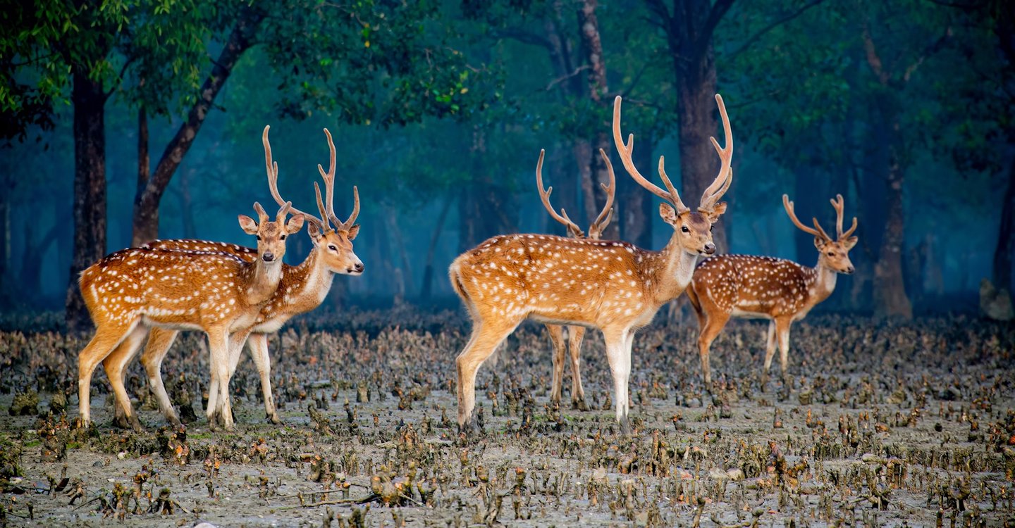 Dear in Sundarban