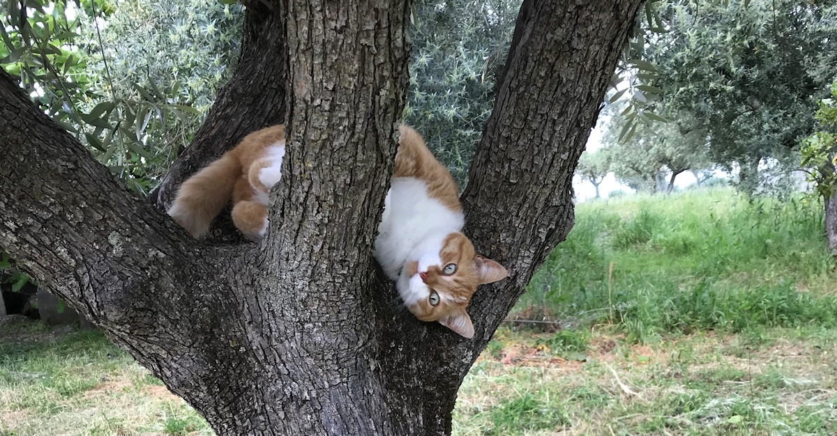 foto kater Tommie in de boom