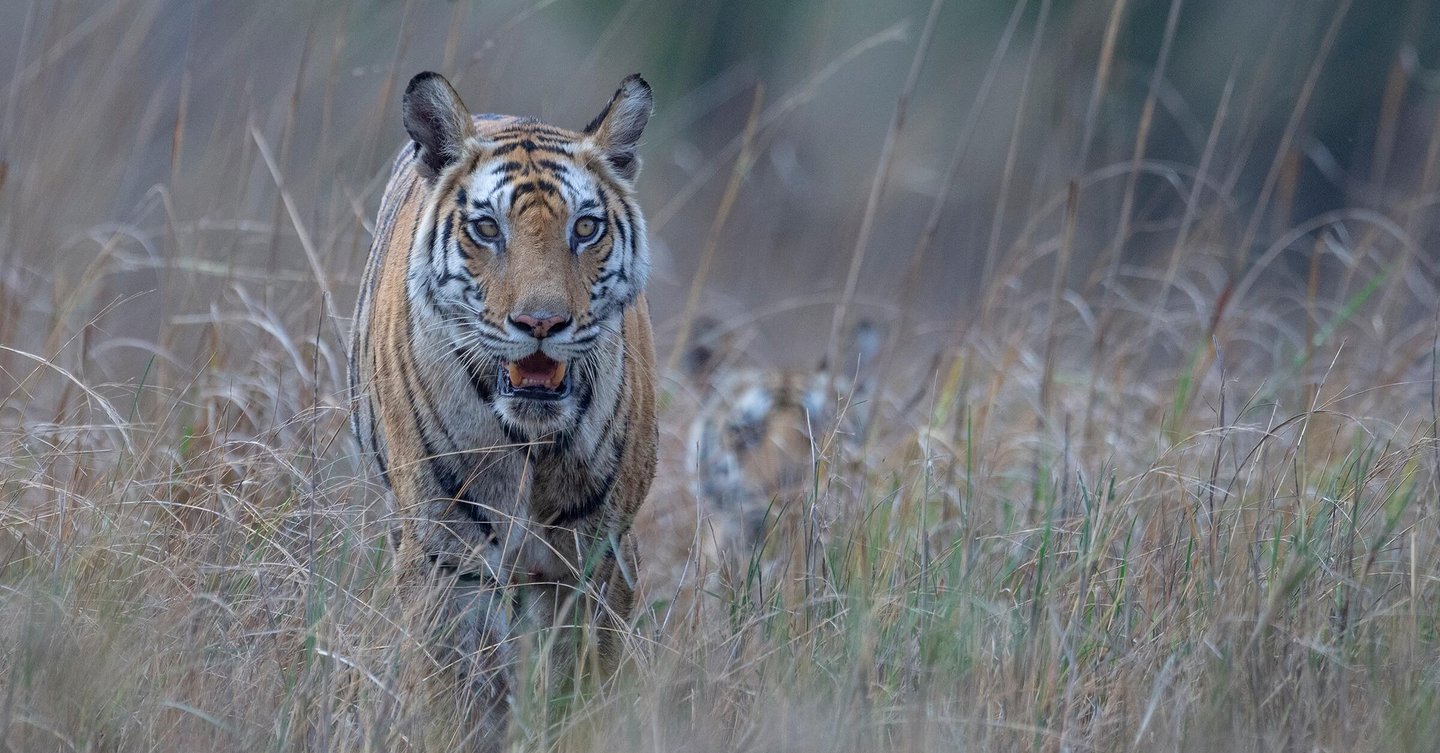 Rajbehra Tiger with Cubs - Popular Female Tiger of India