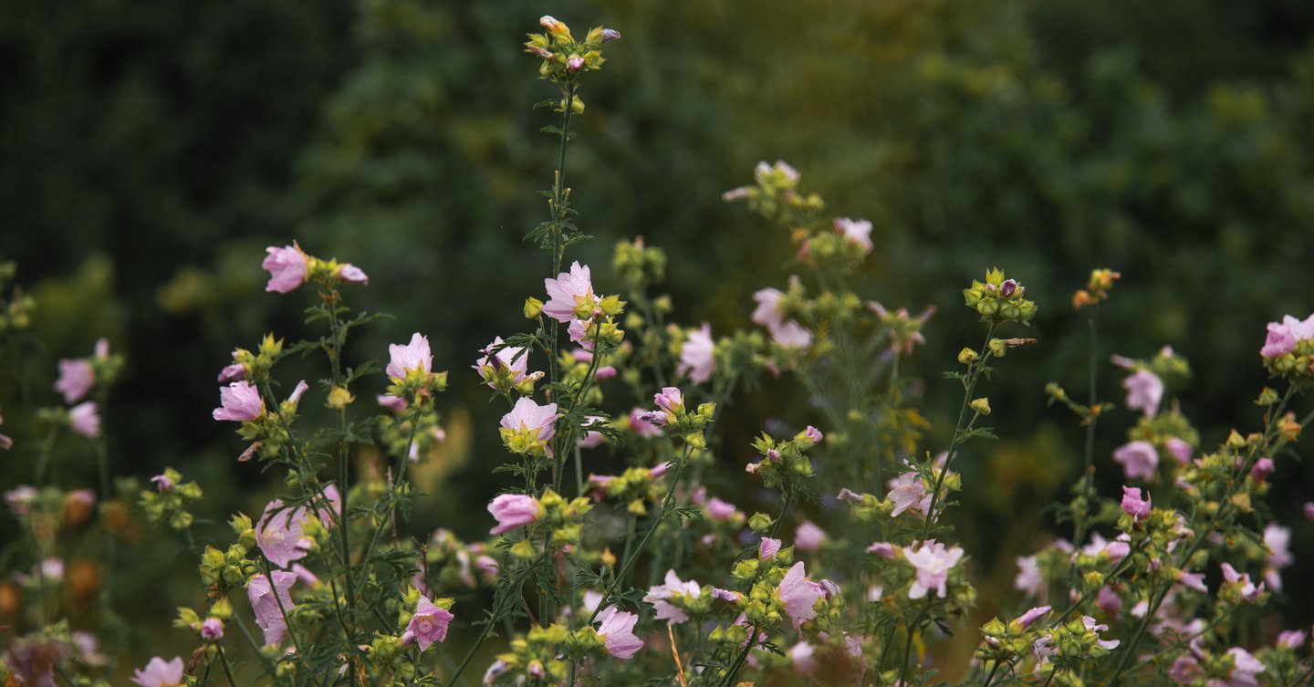  flowered plant 
