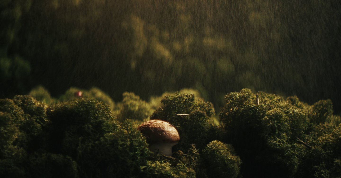 a mushroom - like mushroom - like mushroom - like mushroom - like mushroom - like