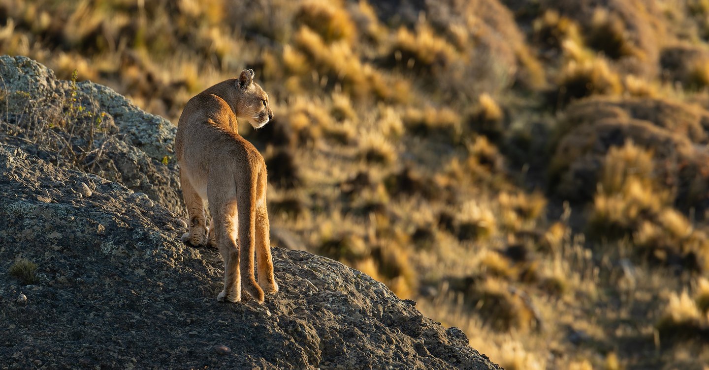 Patagonia Puma & Penguin Photography Tour