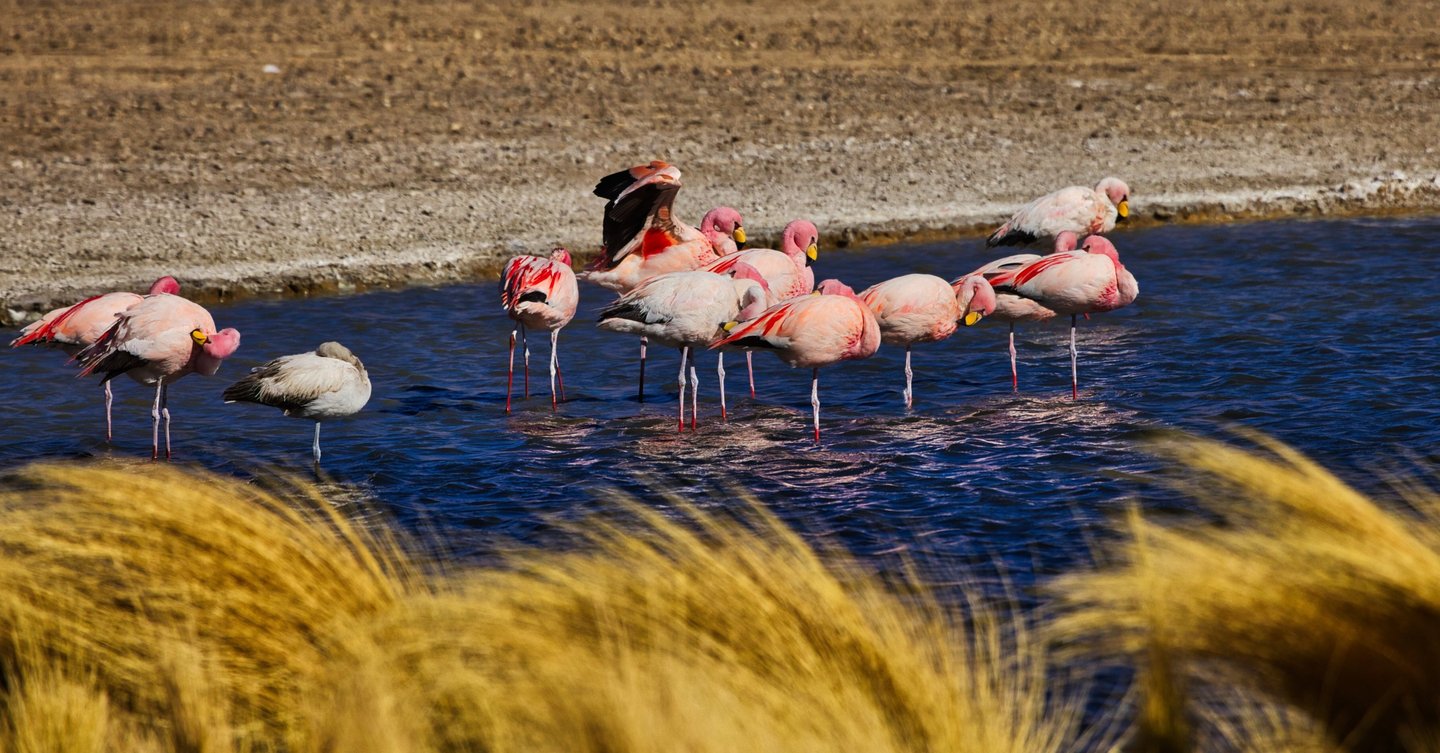 Uyuni Salt Flats Sajama Photo Tour