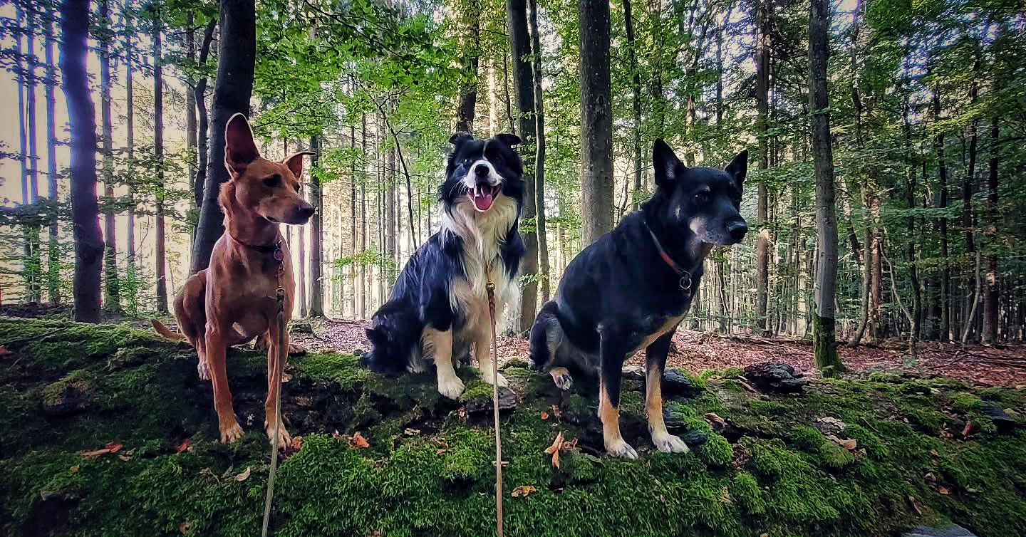 Three dogs sitting on a mossy log in a lush forest during a hike.