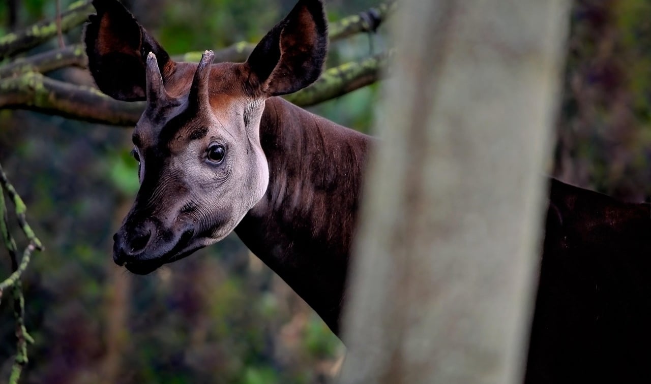 Okapi Facts and Information | Okapi facts