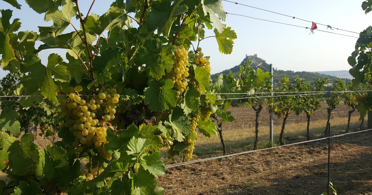 Weinbauernhof Vier Jahreszeiten