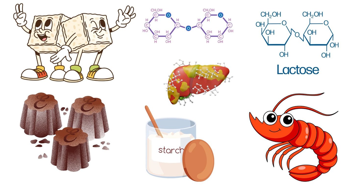 Disaccharides And Polysaccharides Structure Examples Functions