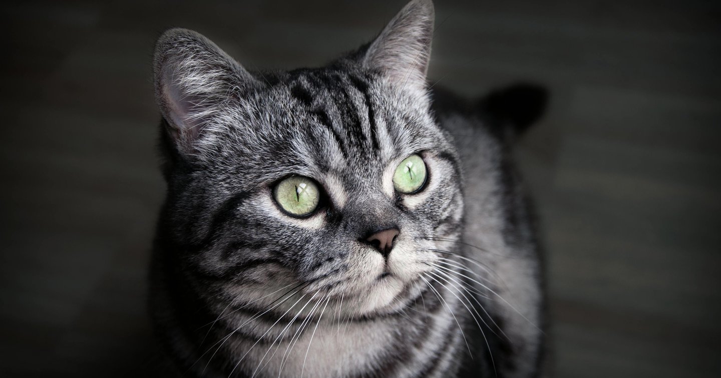 Photo inspiration: Fresh Look at What Is Feline Leukemia Virus And How To Treat It