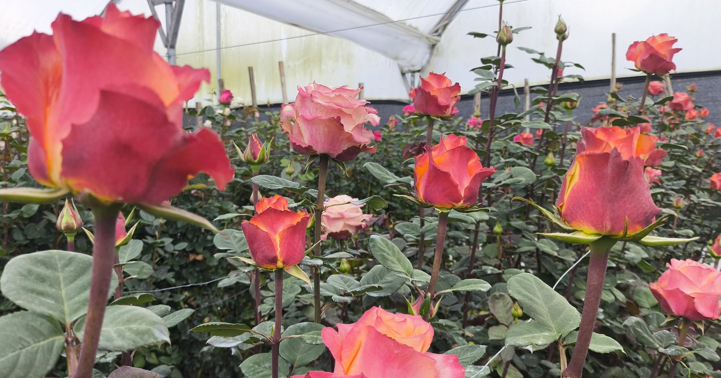 Premium Andean Roses Wholesale Export Import | Andean Valley Collection