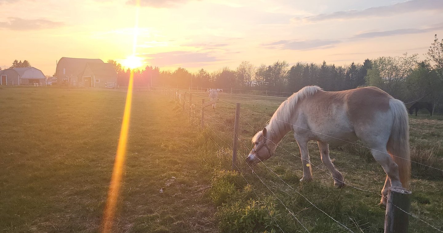 Contact Us Dragonfly Haven Therapeutic Farm Dragonfly Haven contact-us-dragonfly-haven-therapeutic-farm-dragonfly-haven