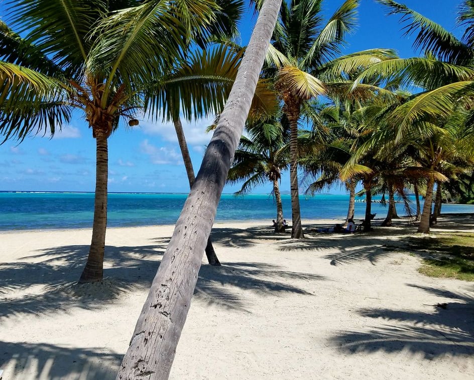 Tropical Turtle STX business image
