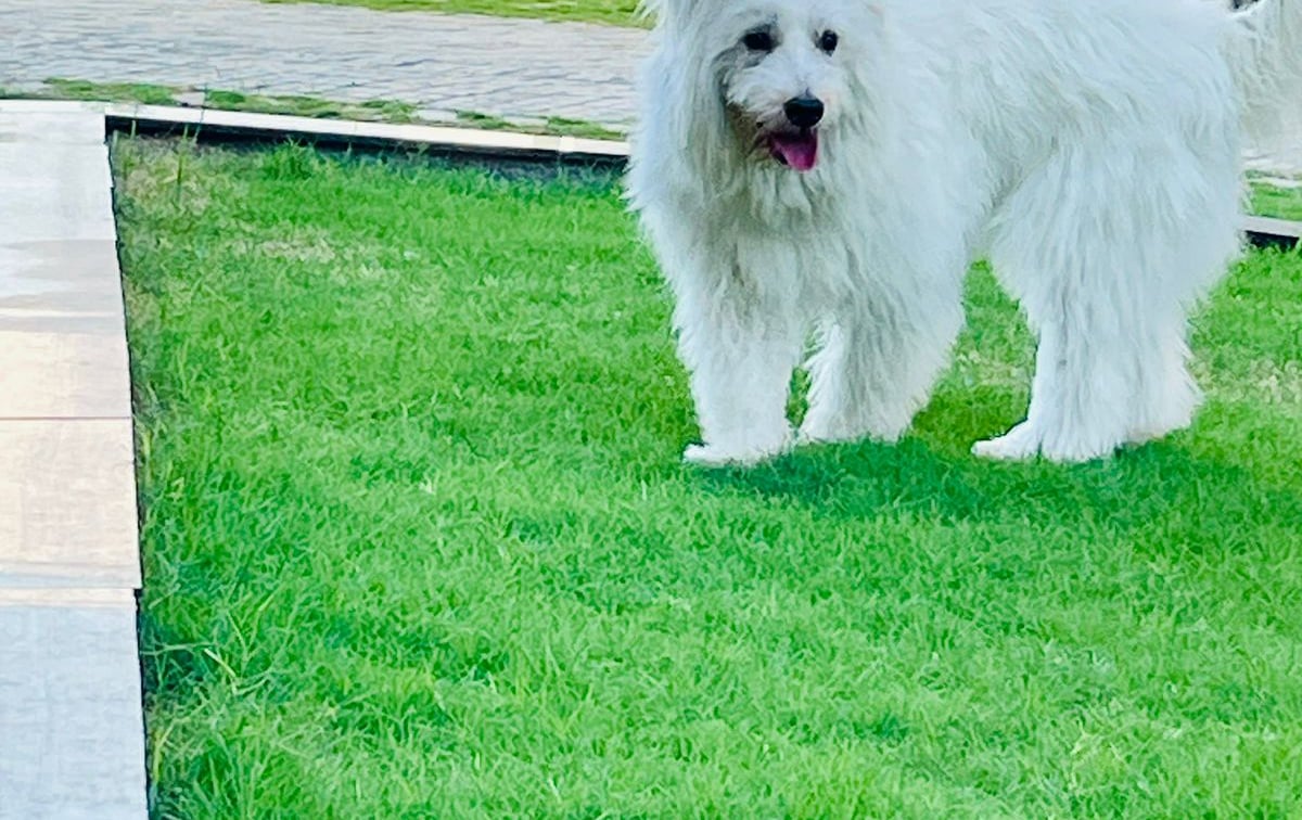 comprehensive-pet-insurance-plans-skill-mummy-skill-mummy-private