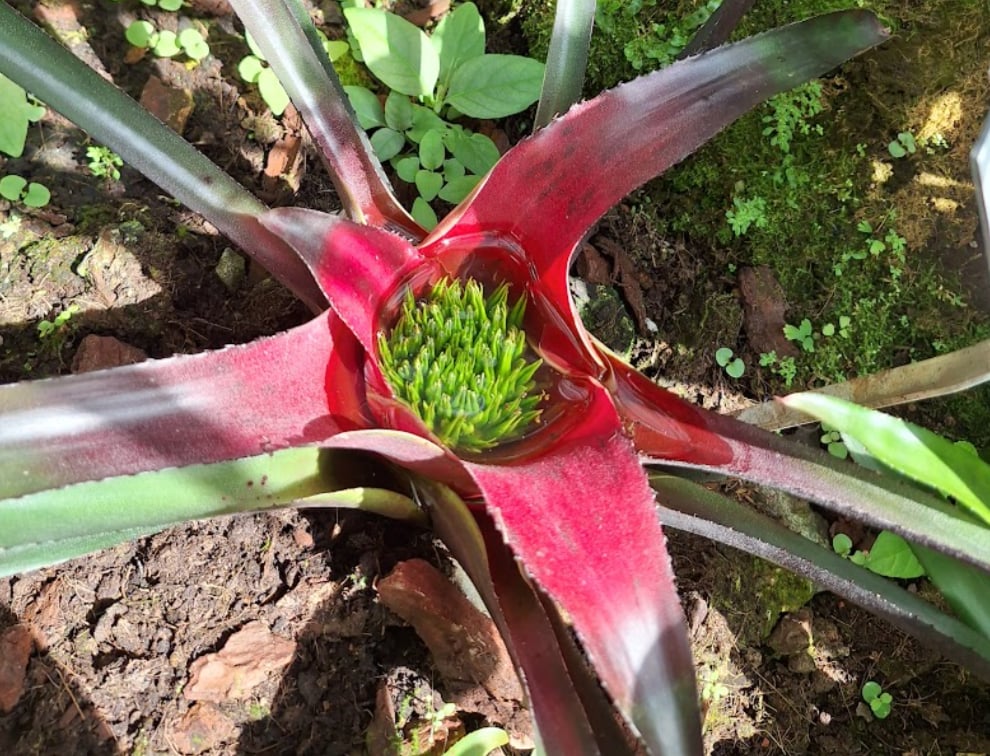 The 12 Most Interesting South American Plants
