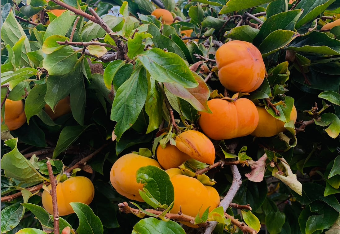 Persimmon - Sustainable Persimmons | Opa's Persimmons