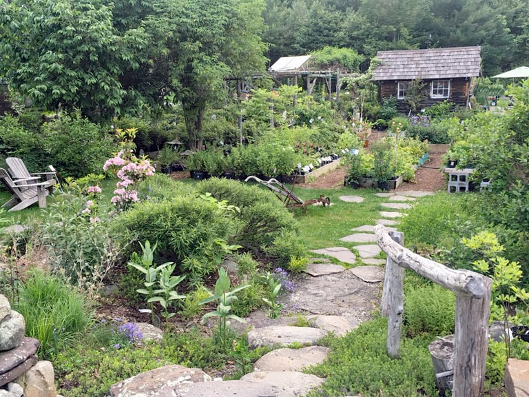 Catskill Native Nursery photo
