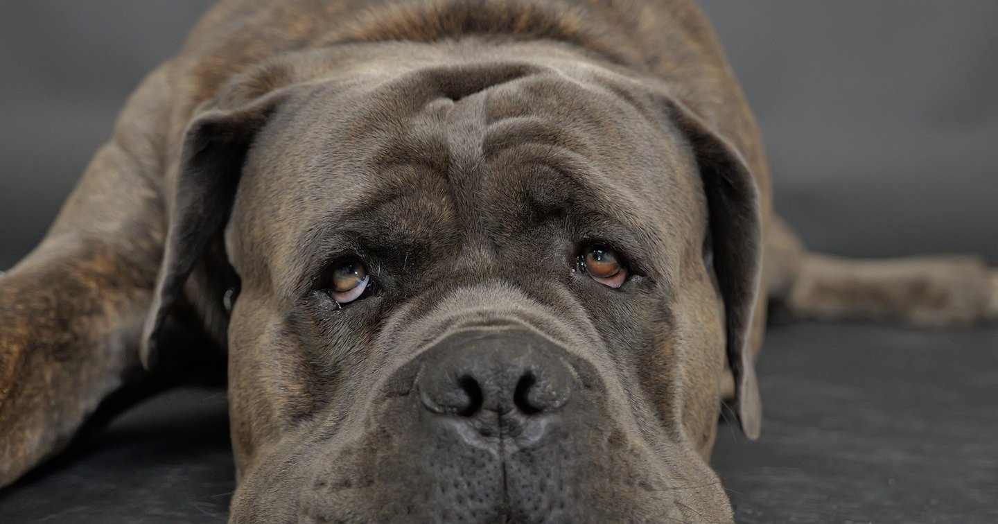 Shadow The Friendly Dog | Shadowthefriendlydog