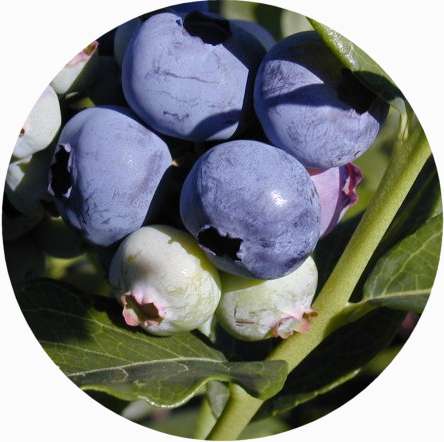 Dexter Blueberry Farm photo