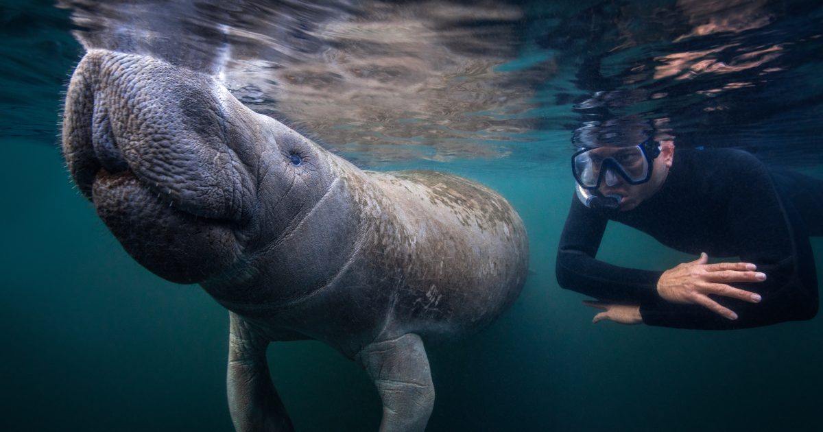 diver swimming near manatee