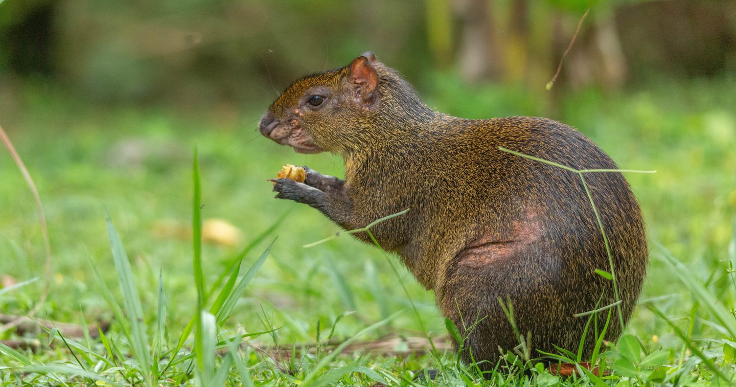 Birdwatching Manu Expeditions 4d/3n