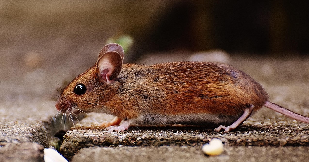 Maus im Hof
