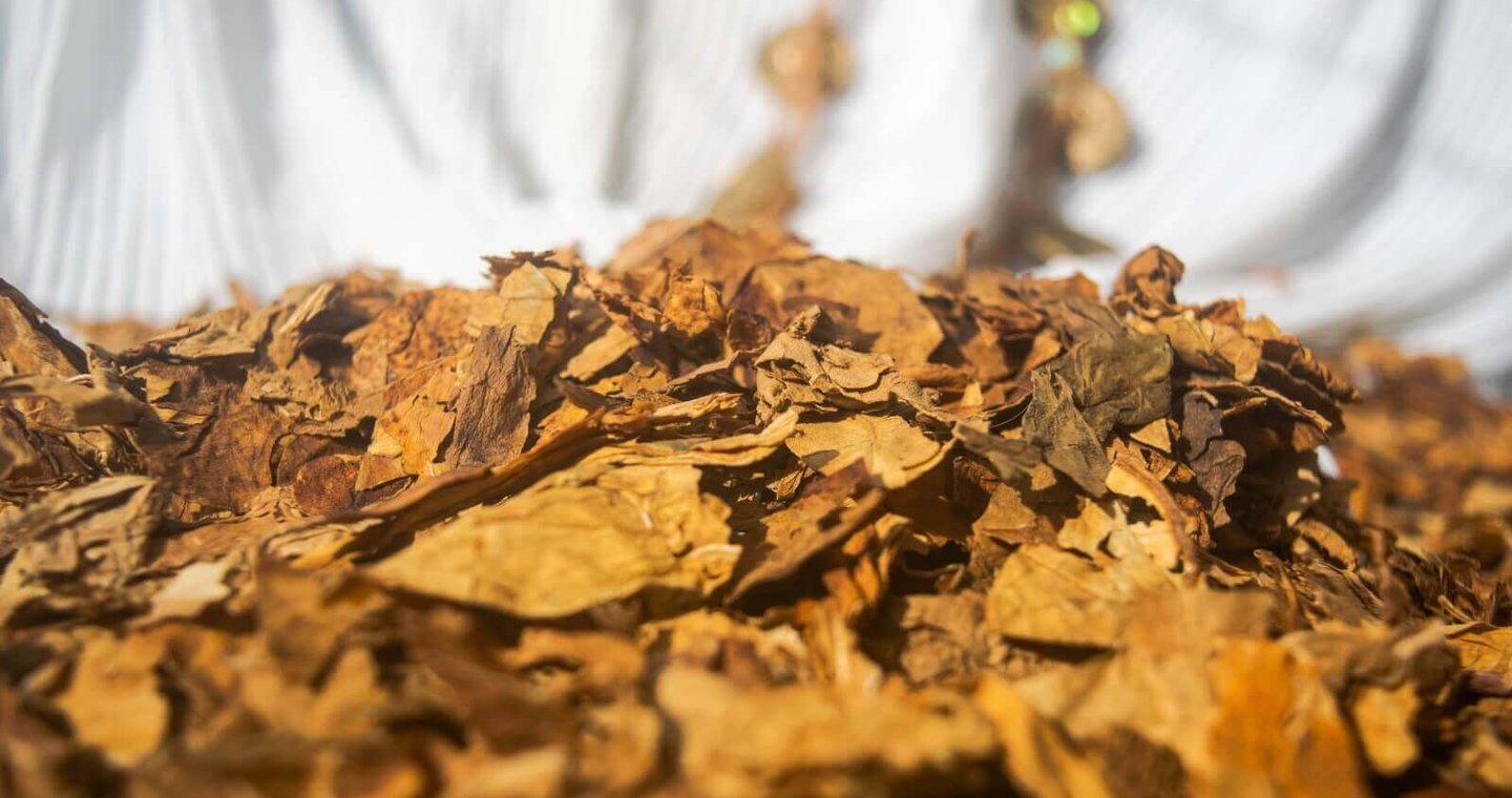 Tabaco ceremonial trozado a mano.